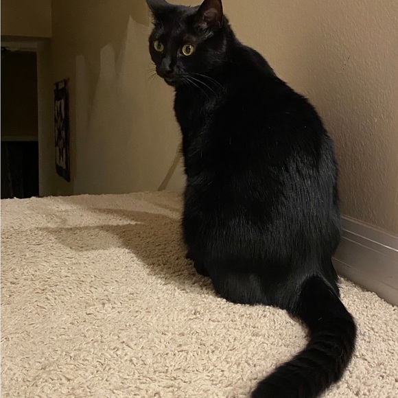 Meet Wendy, a Posh Ambassador! - Picture 11 of 16